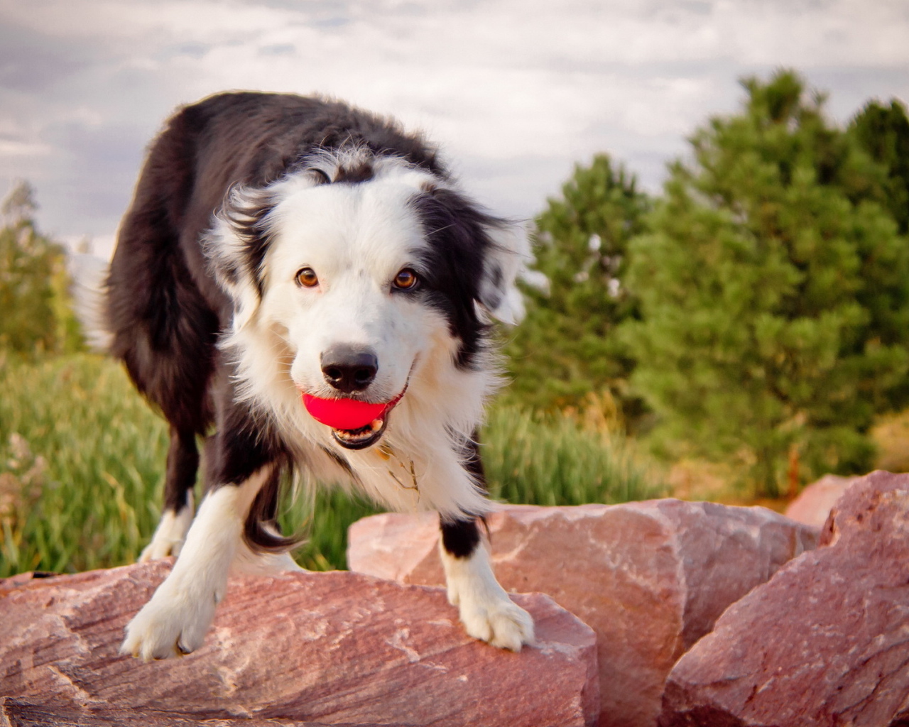 Австралийская овчарка с мячом