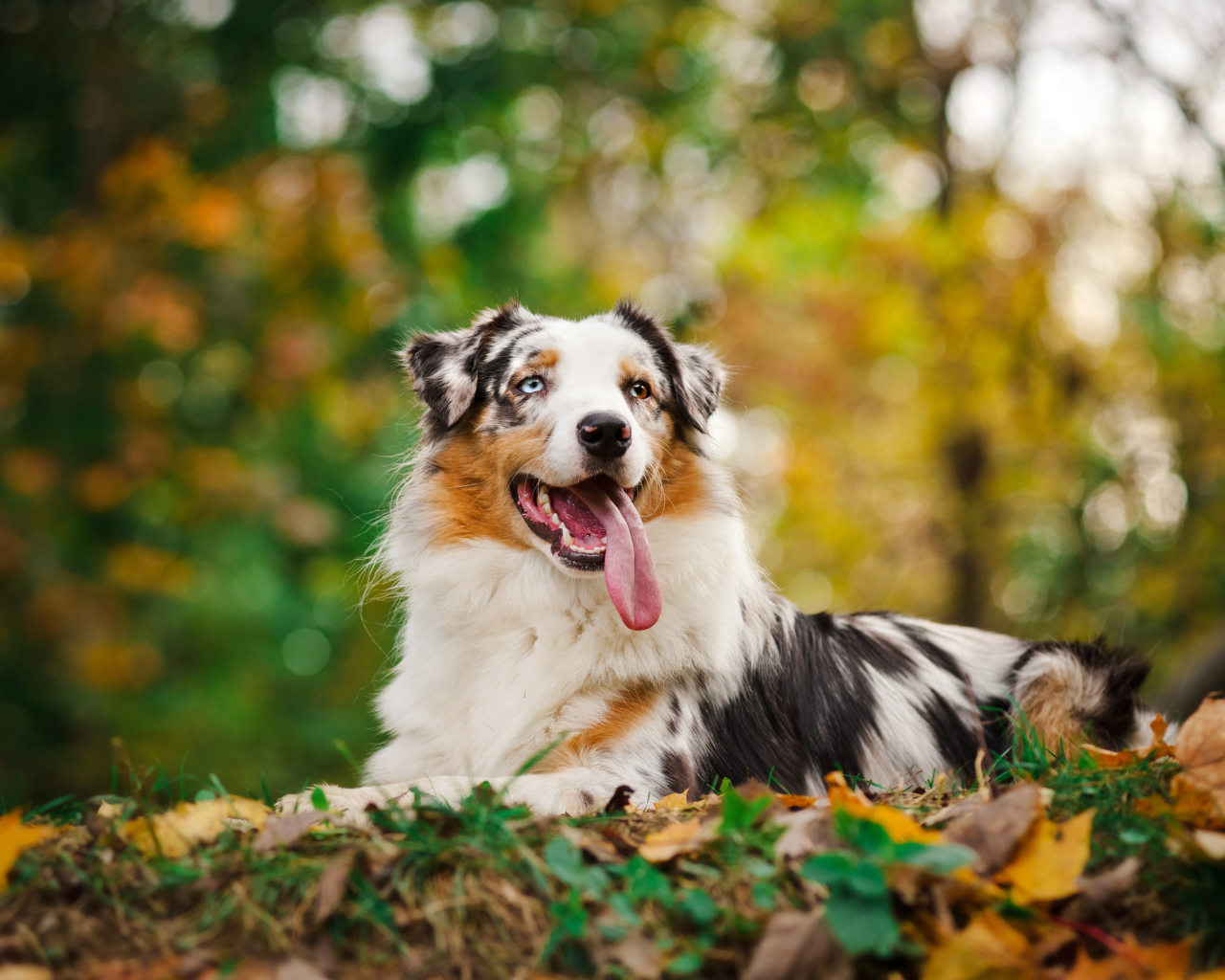 Австралийская овчарка с длинным языком