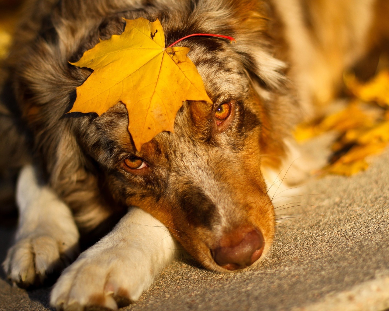 Австралийская овчарка с кленовым листом