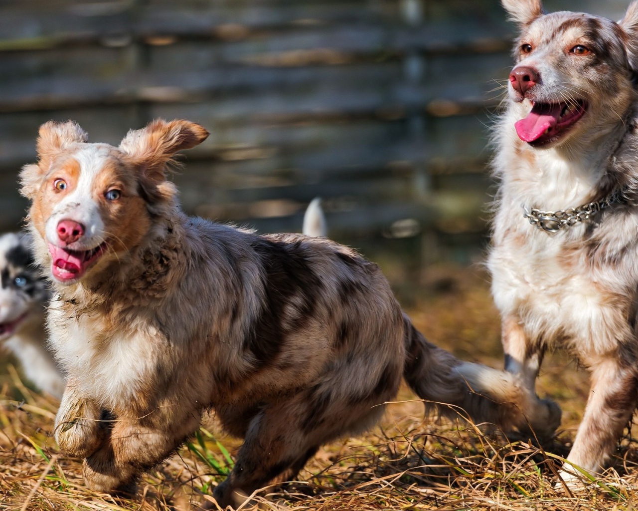 Австралийские овчарки играют
