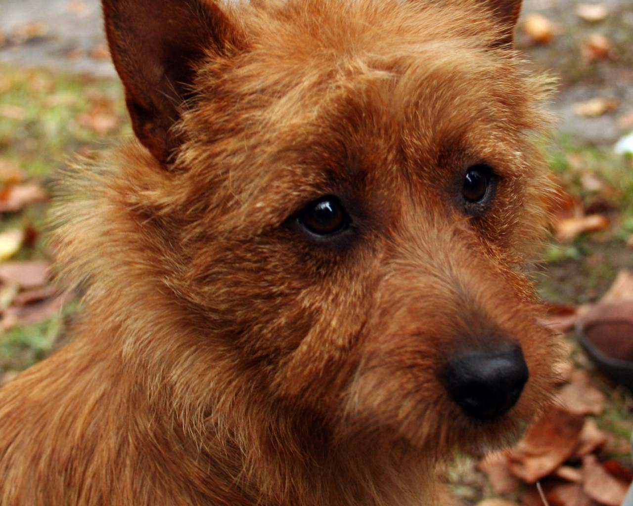 Австралийский терьер крупным планом