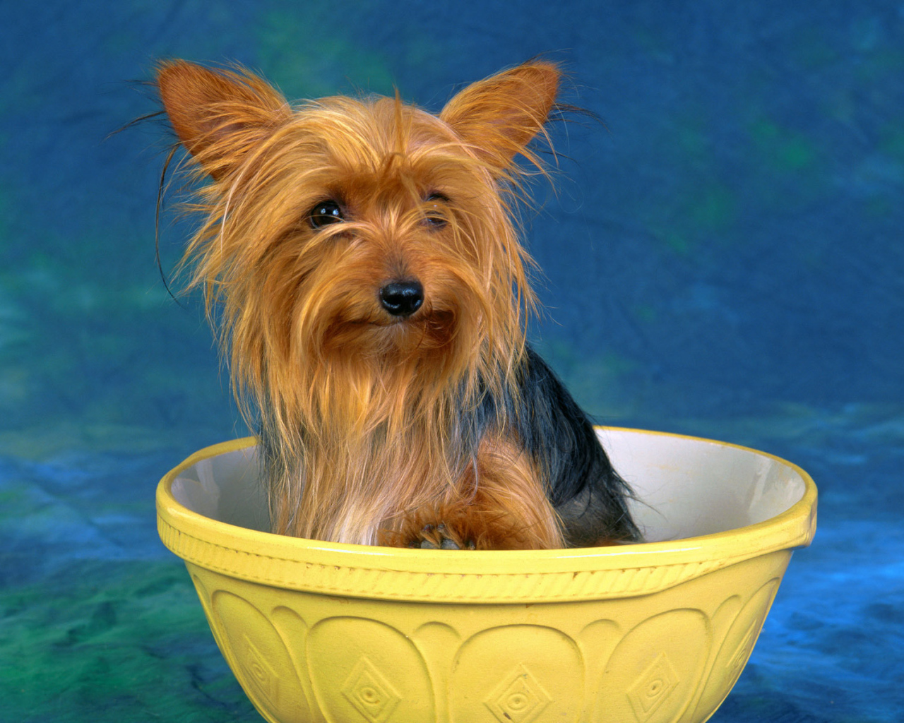 Австралийский терьер в миске