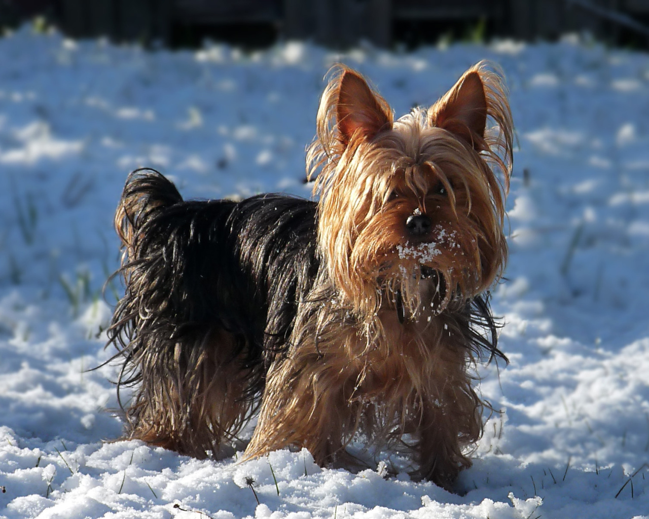 Австралийский терьер в снегу