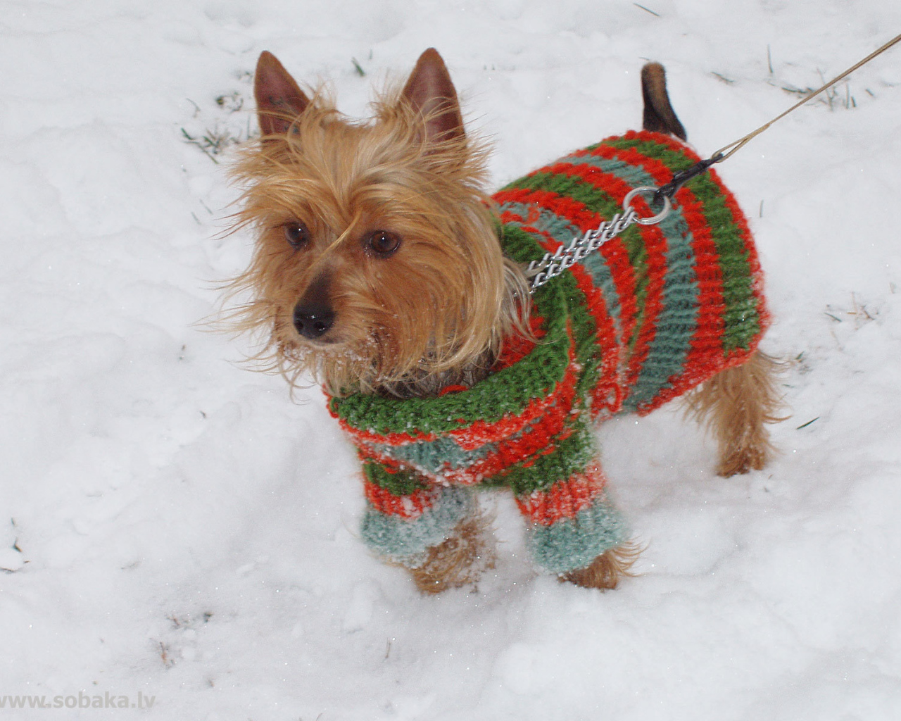 Австралийский терьер зимой