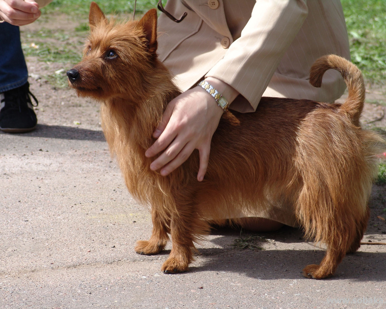 Австралийский терьер с хозяином