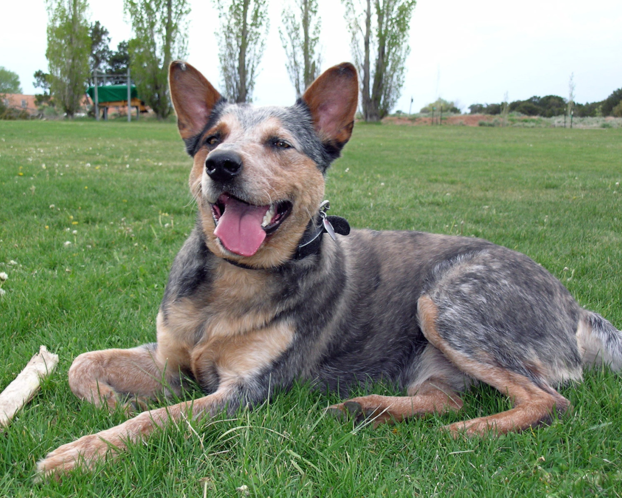 Австралийская пастушья собака устала