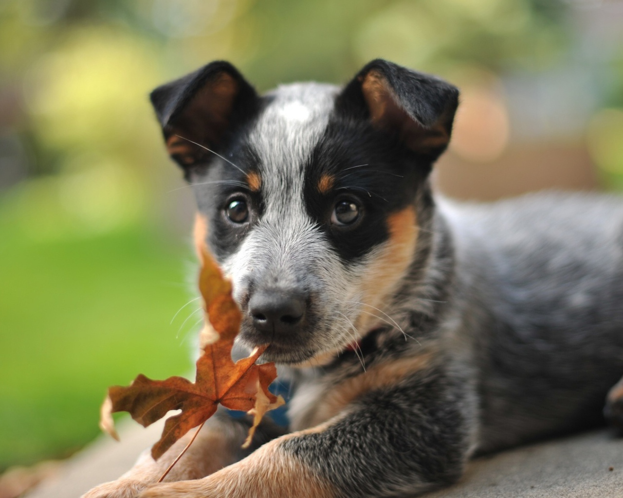 Щенок австралийской пастушьей собаки и осенний лист