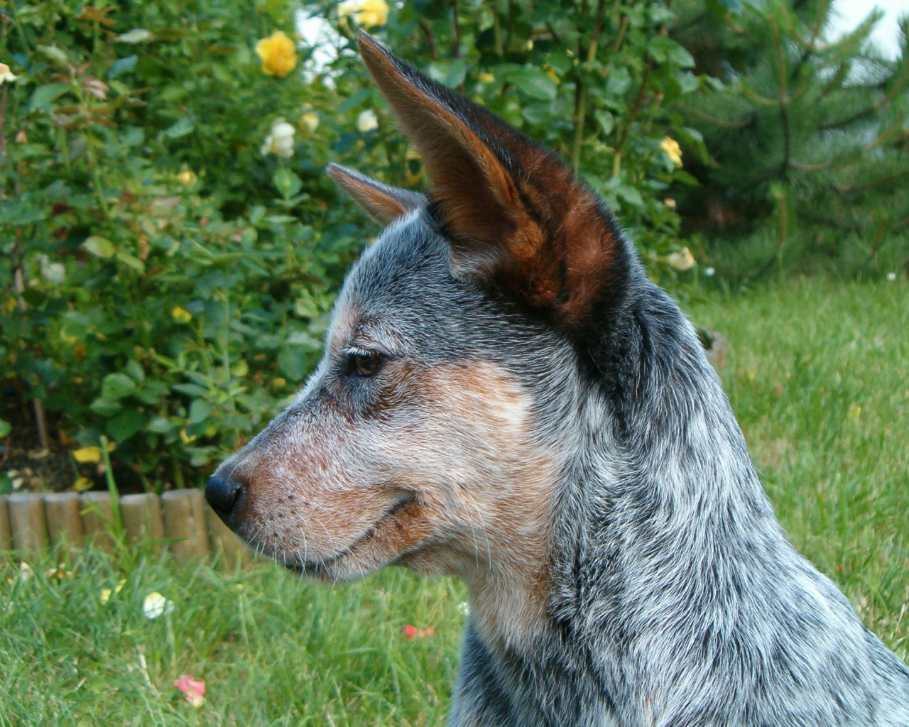 Щенок австралийской пастушьей собаки задумался