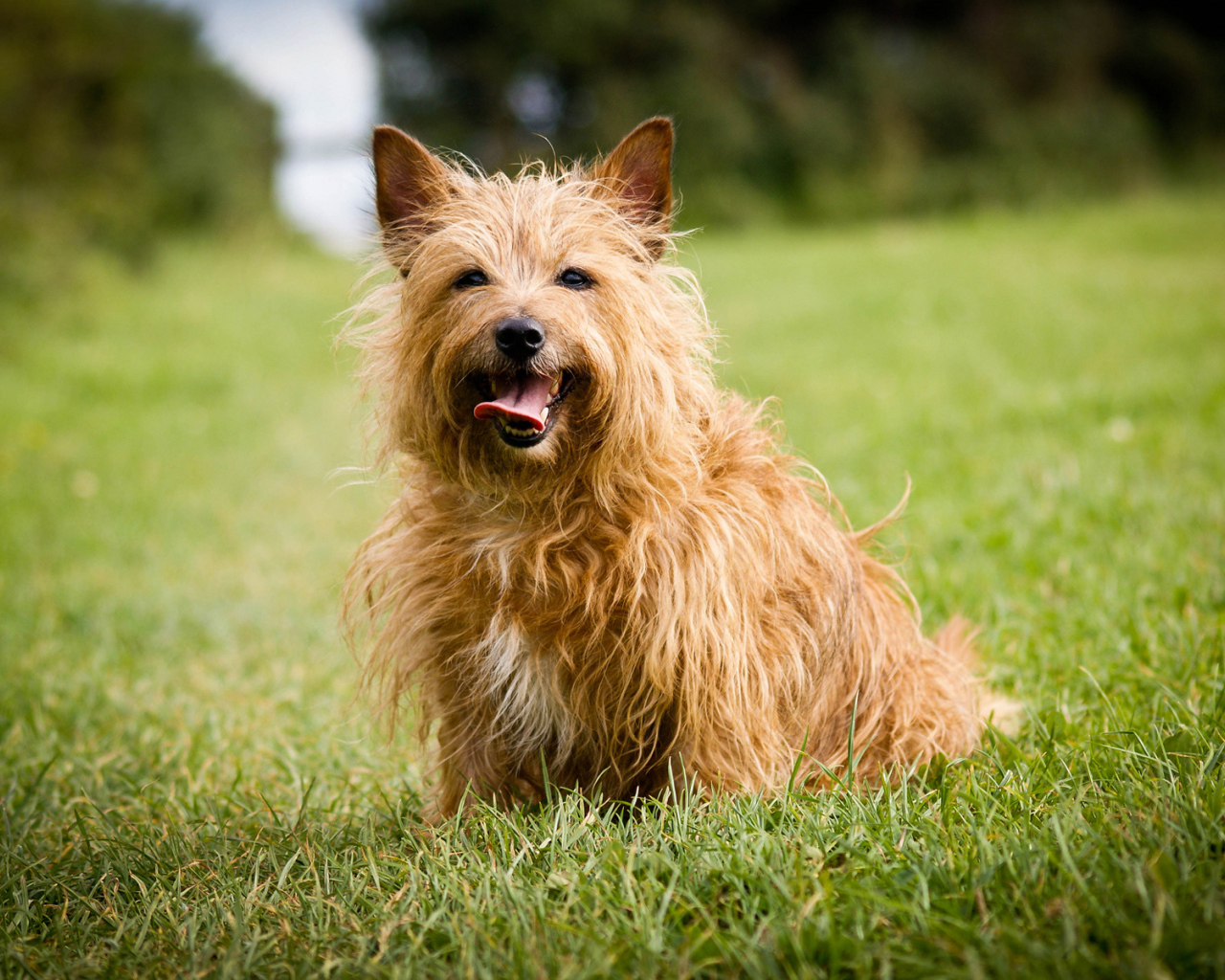 Австралийский терьер на траве