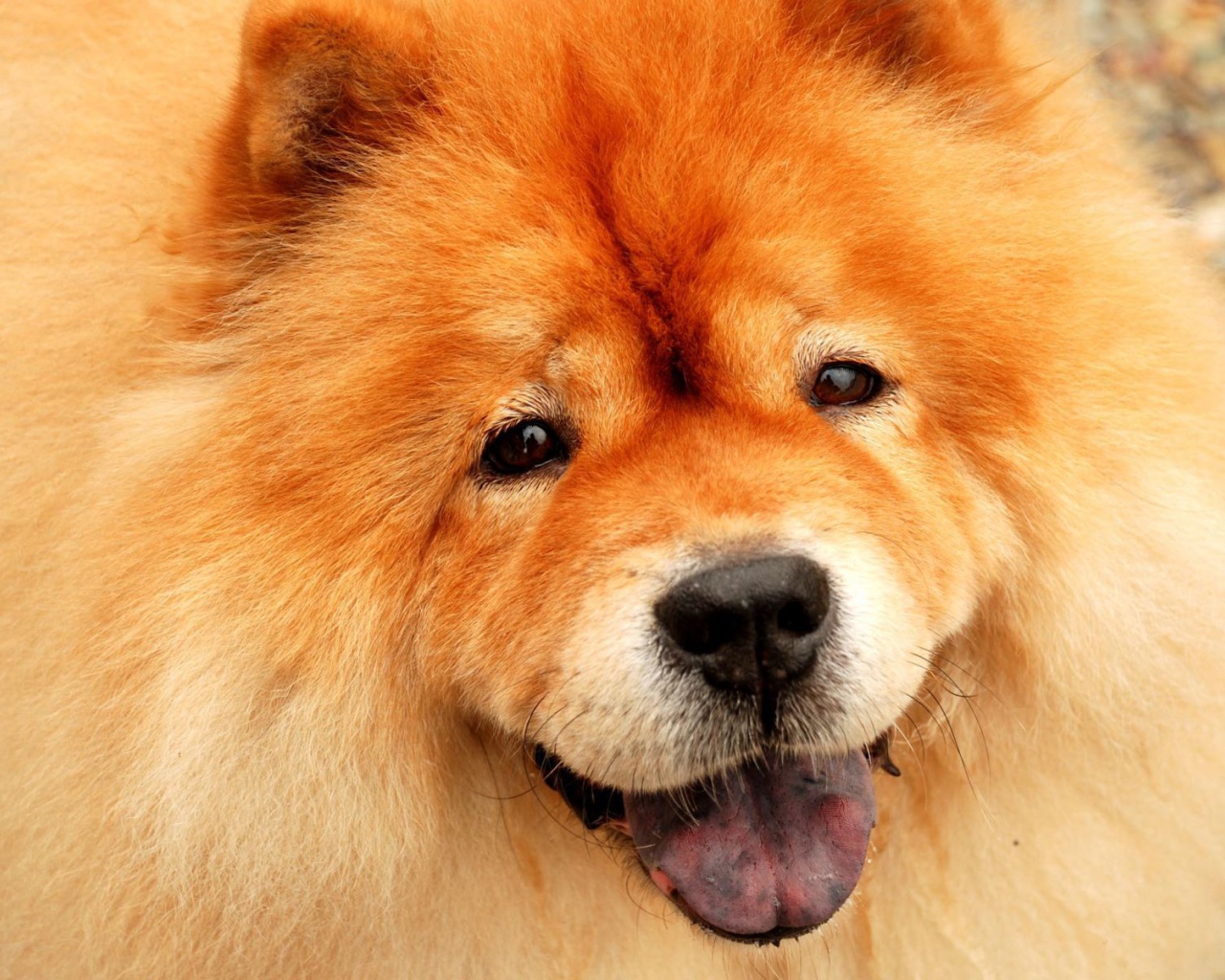 Потрясающий чау-чау улыбается