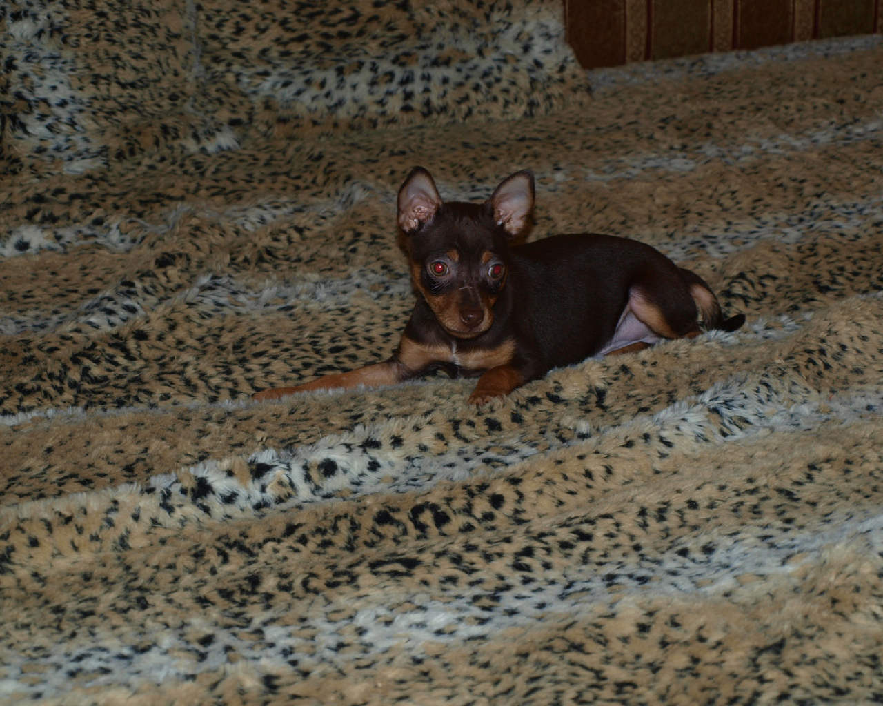 Baby Miniature Pinscher on the bed