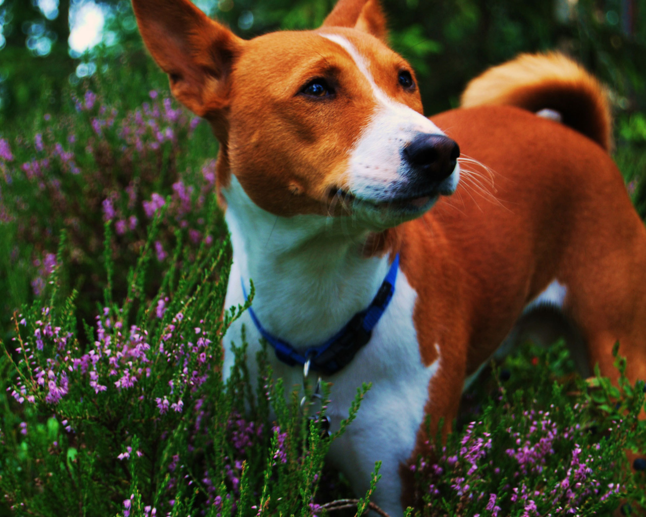 Собака породы басенджи среди цветов