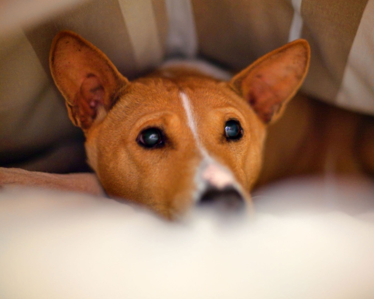 Собака породы басенджи спряталась под одеялом