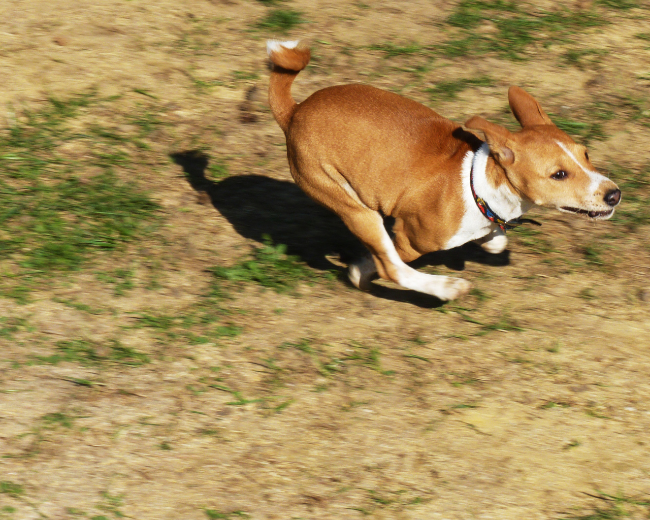 Собака породы басенджи куда-то торопится