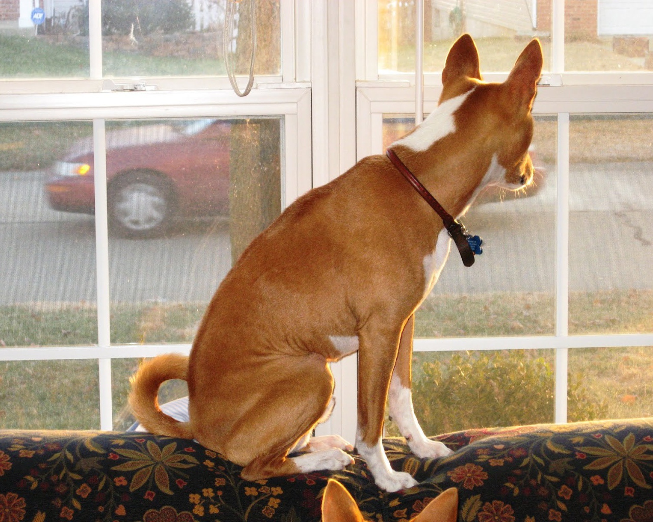 Basenji breed dog is waiting for owner