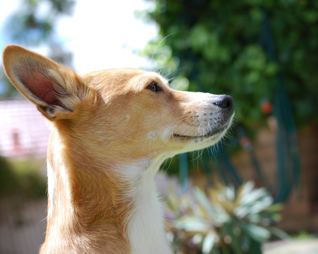 Собака породы басенджи любит солнце