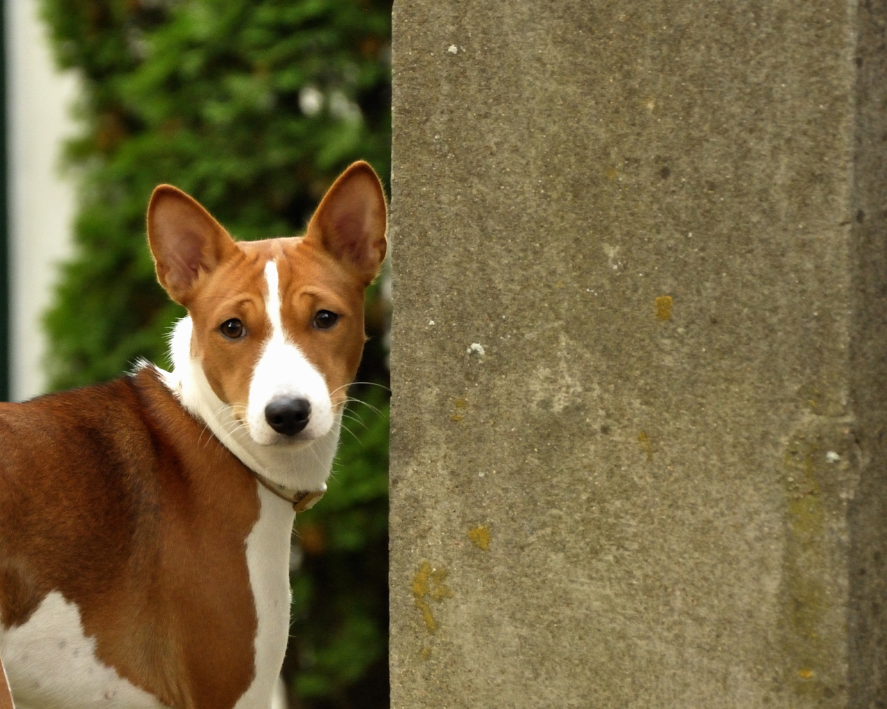 Собака породы басенджи возле бетонной стены
