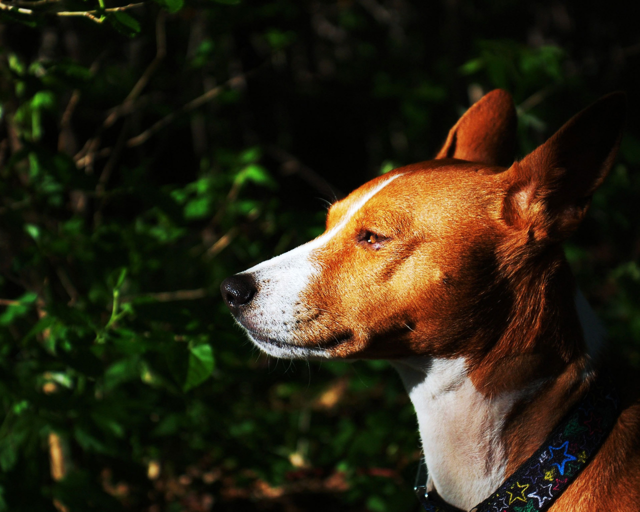 Собака породы басенджи на фоне кустарника