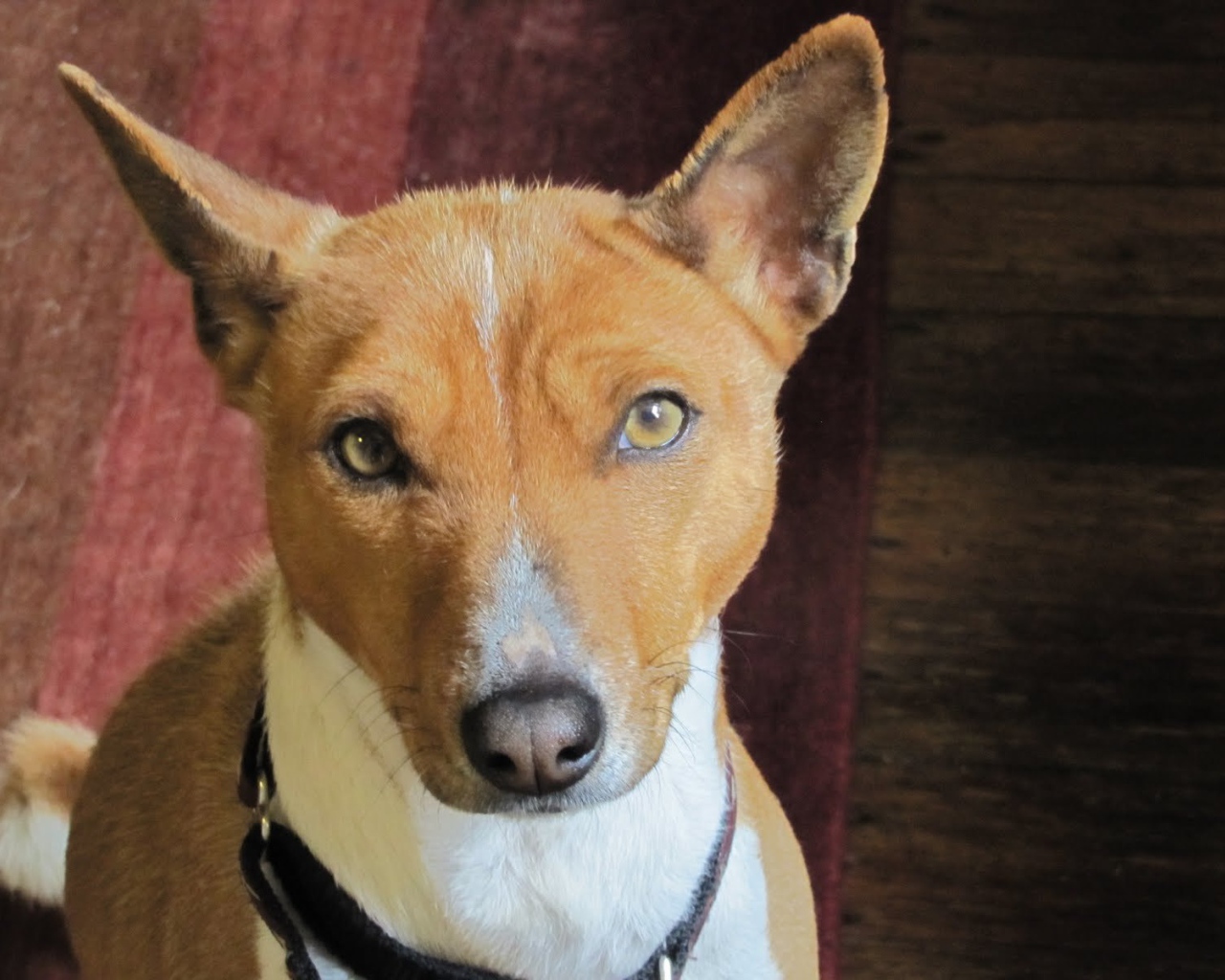 Basenji breed dog portrait