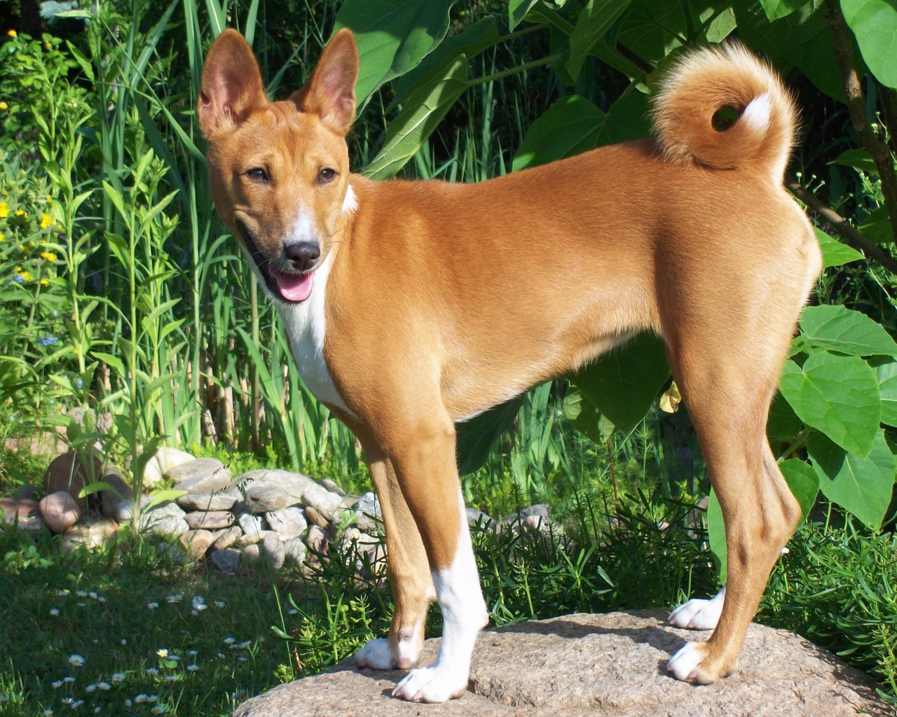 Собака породы басенджи позирует на камне