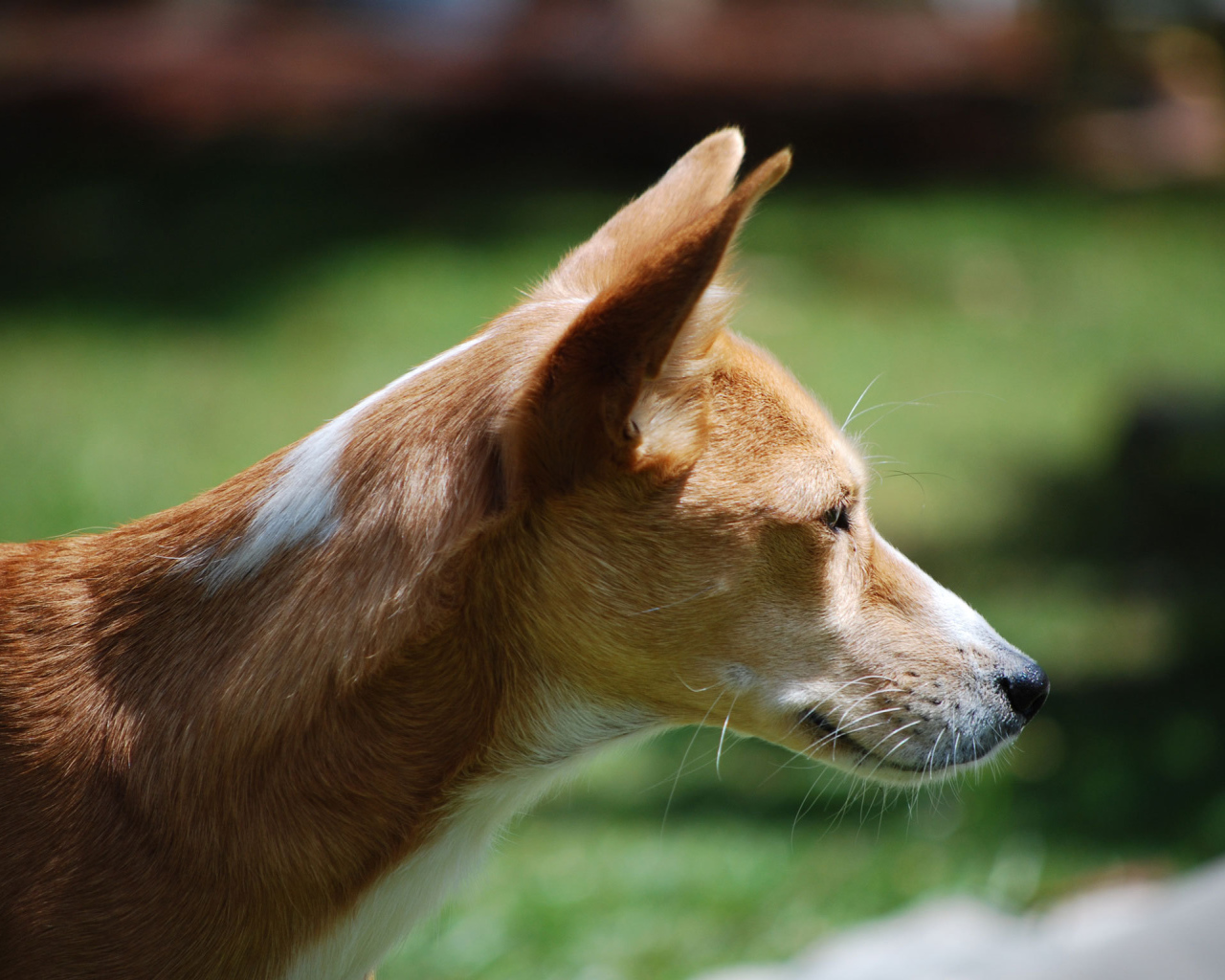Собака породы басенджи позирует на улице