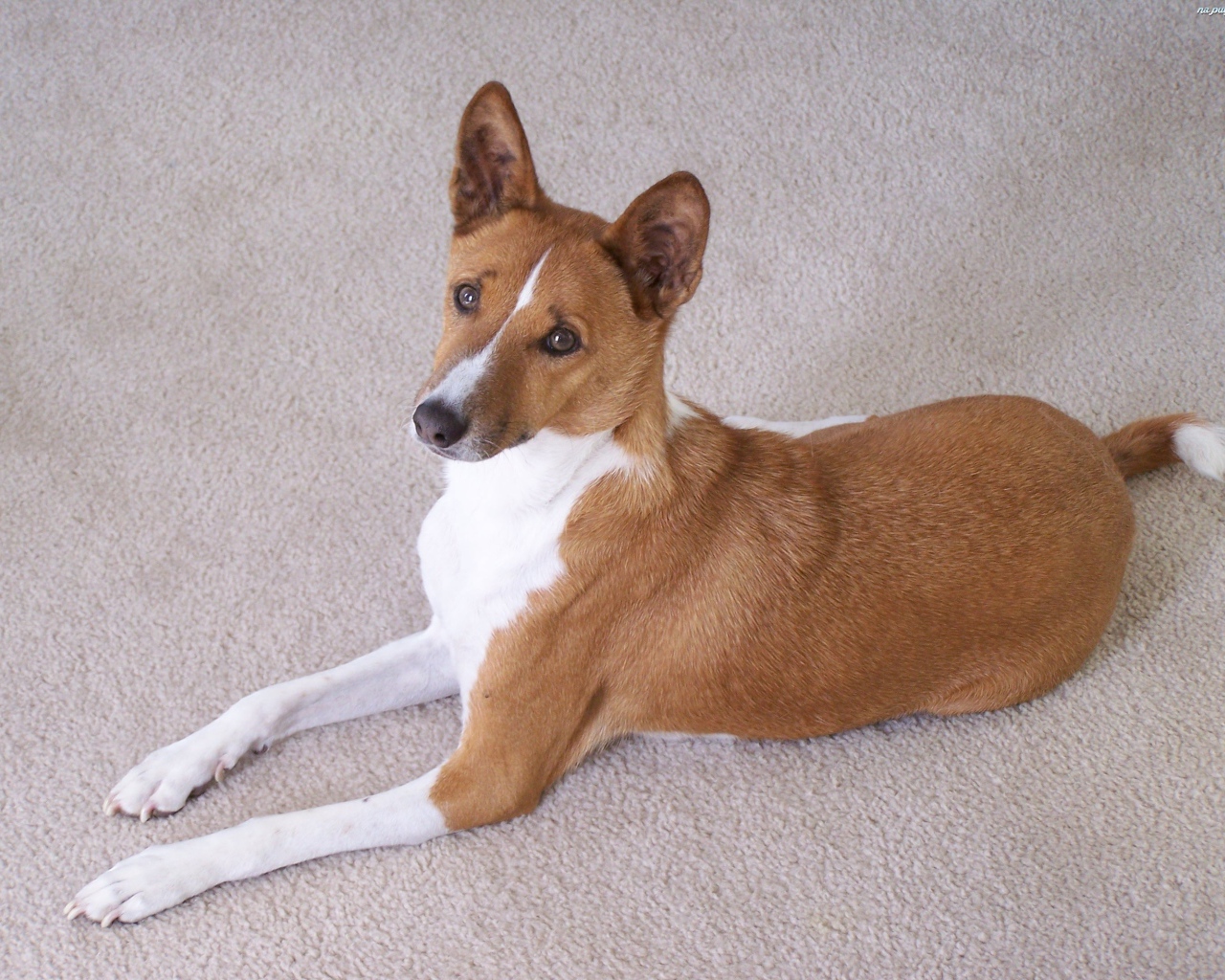 Собака породы басенджи позирует на белом ковре