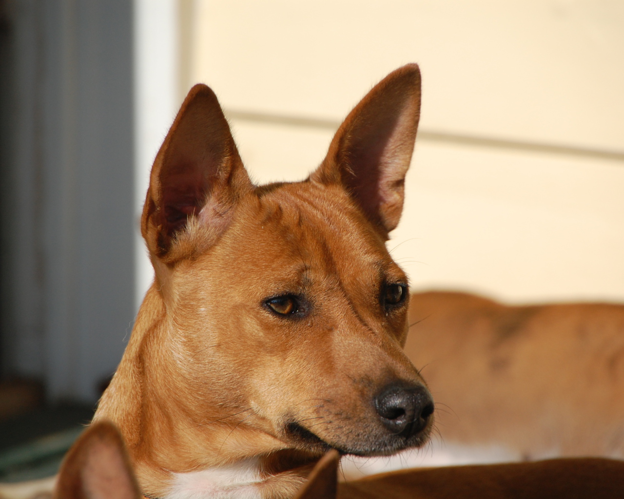 Собака породы басенджи пристально смотрит