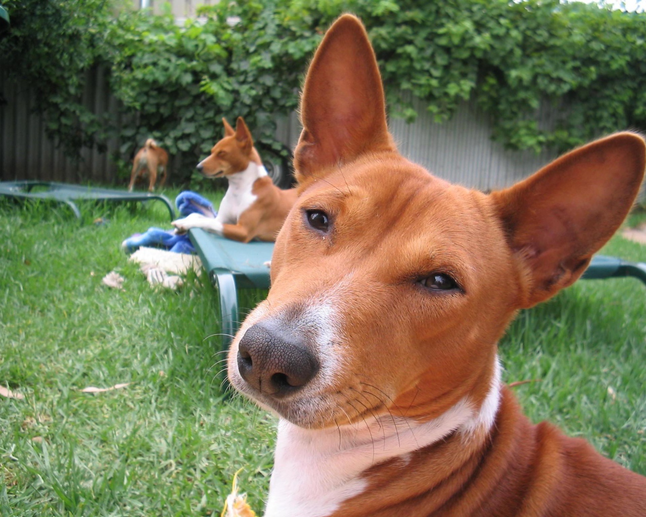 Собаки породы басенджи отдыхают во дворе