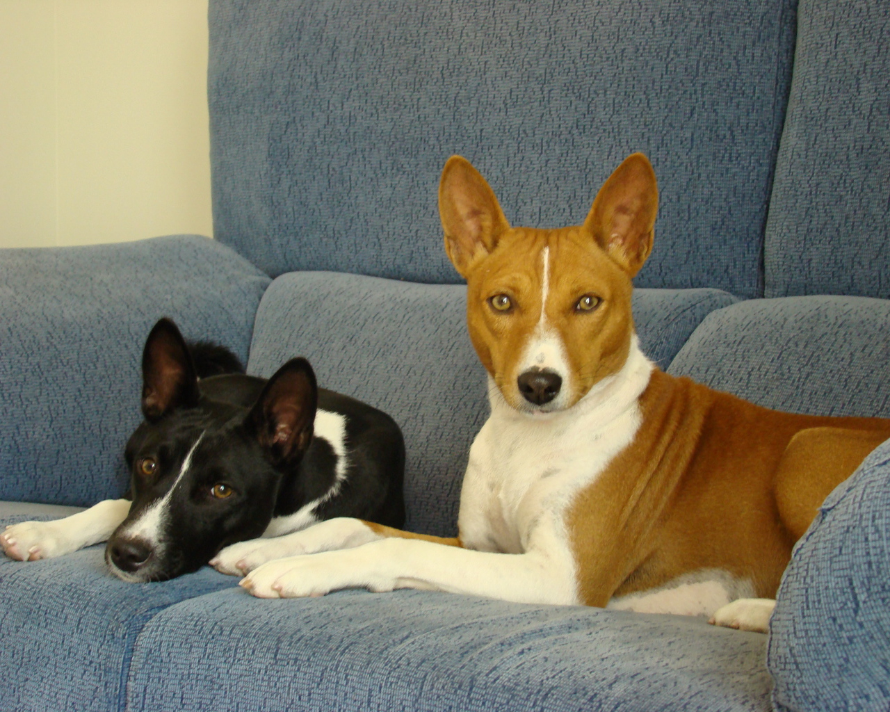 Собаки породы басенджи отдыхают на диване