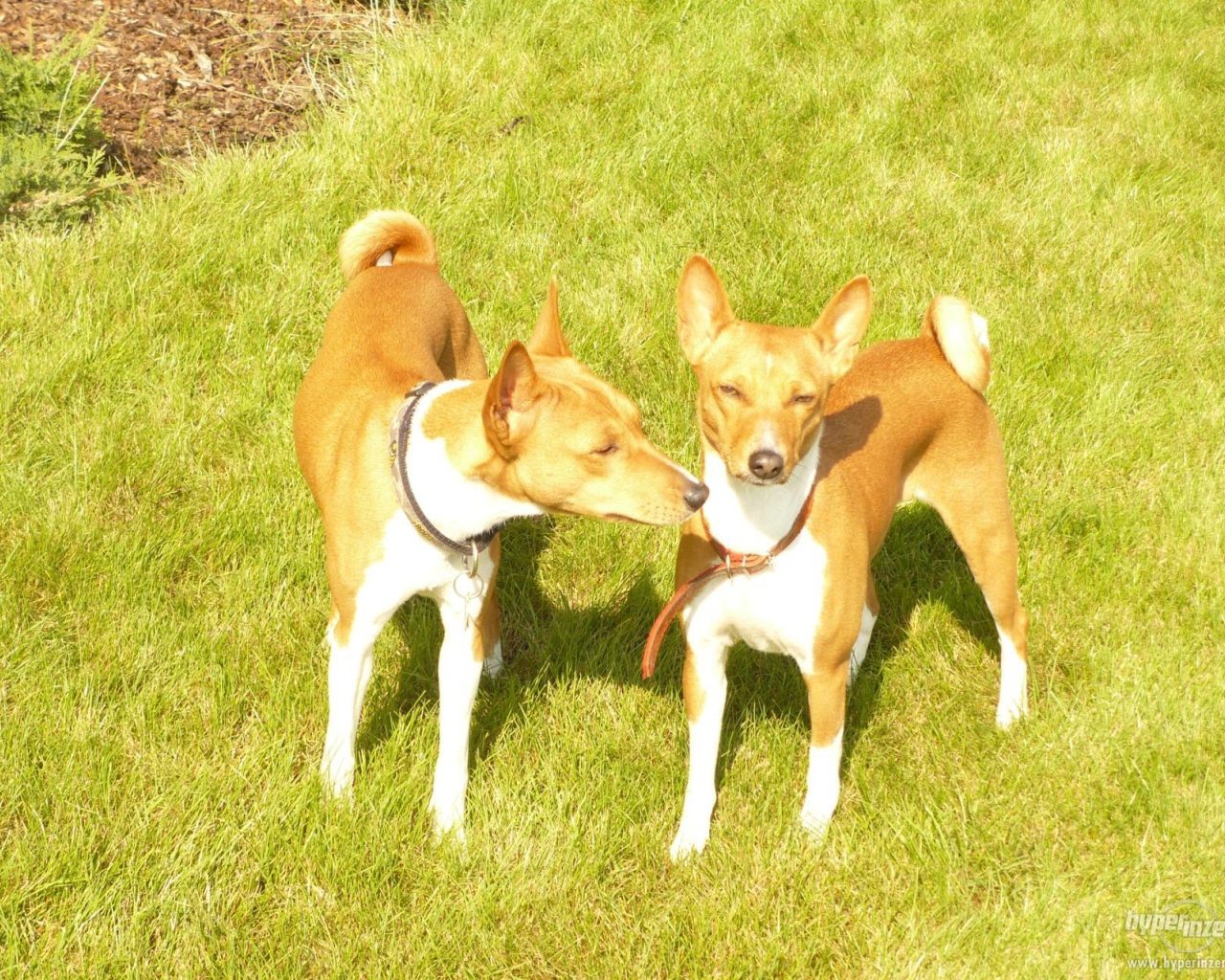 Две собаки породы басенджи на траве