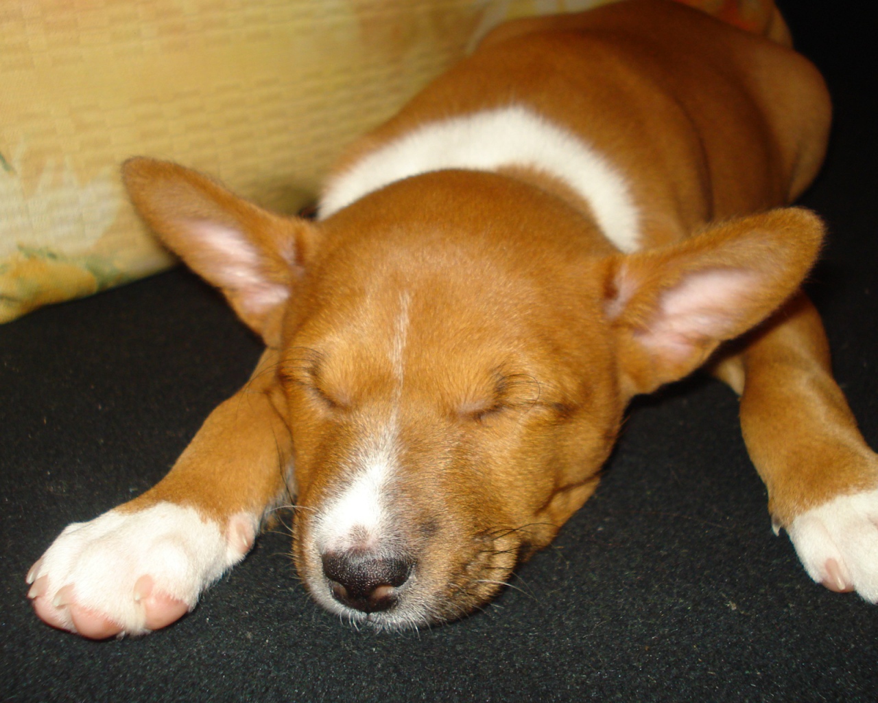 Щенок породы басенджи уснул