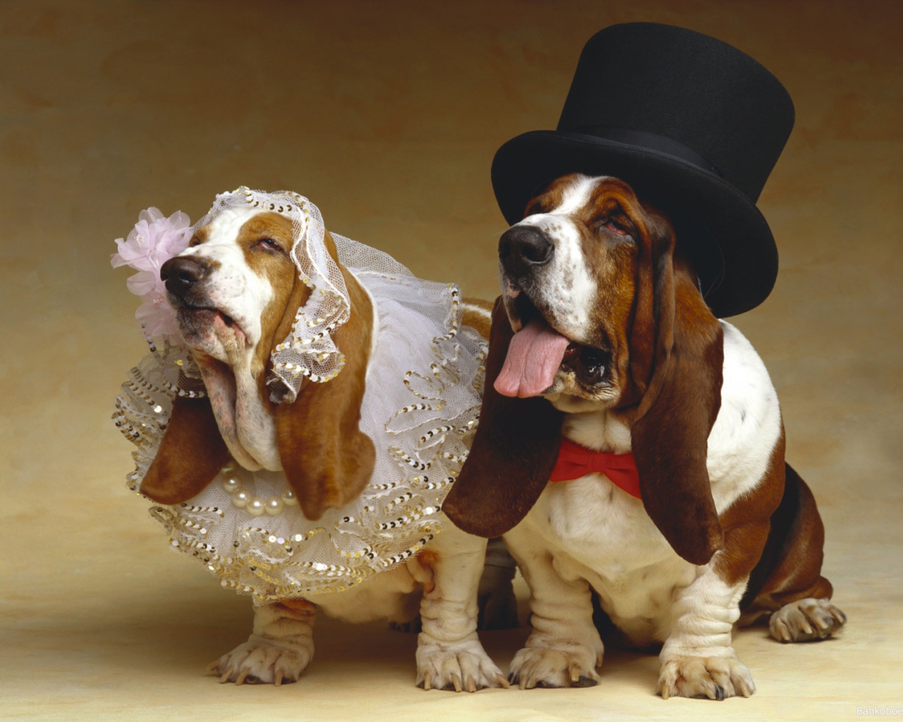 Basset Hound, the bride and groom