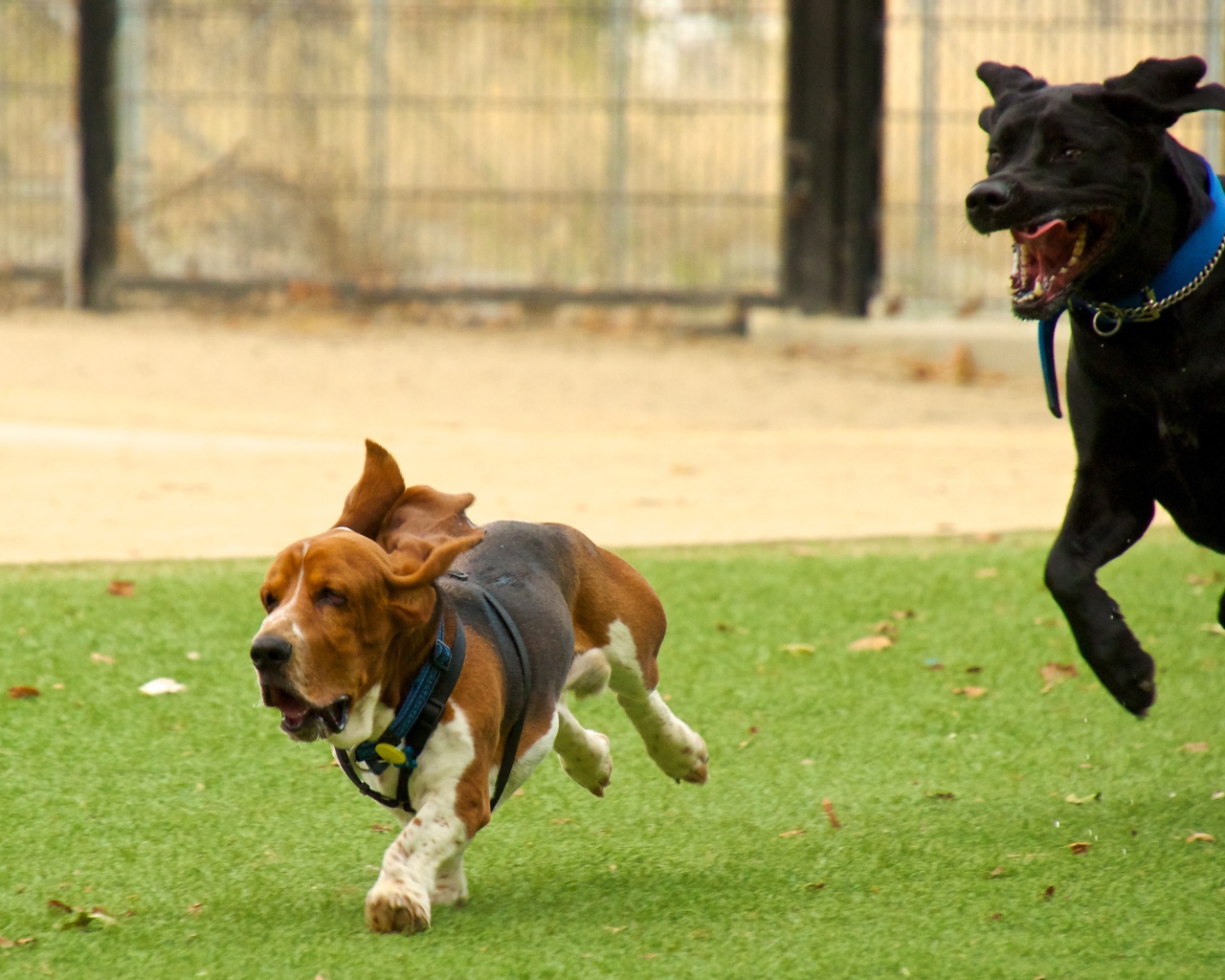 Бассет-хаунд и его друг