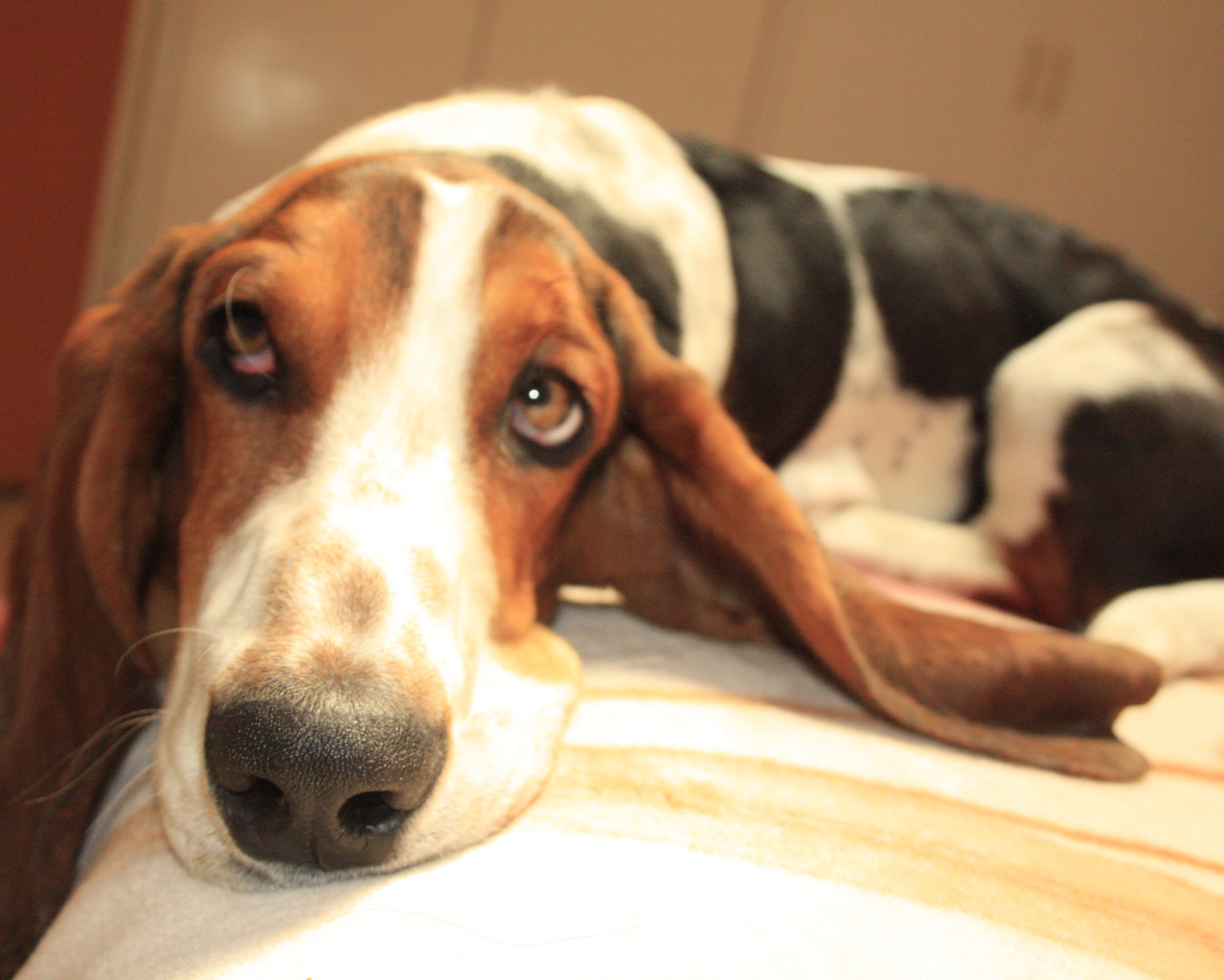 Бассет-хаунд о чём-то мечтает