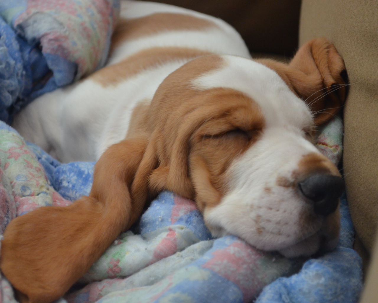 Бассет-хаунд крепко уснул на кровати
