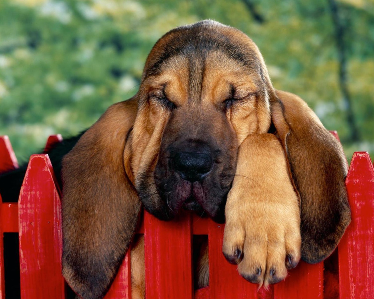 Бассет-хаунд уснул на заборе