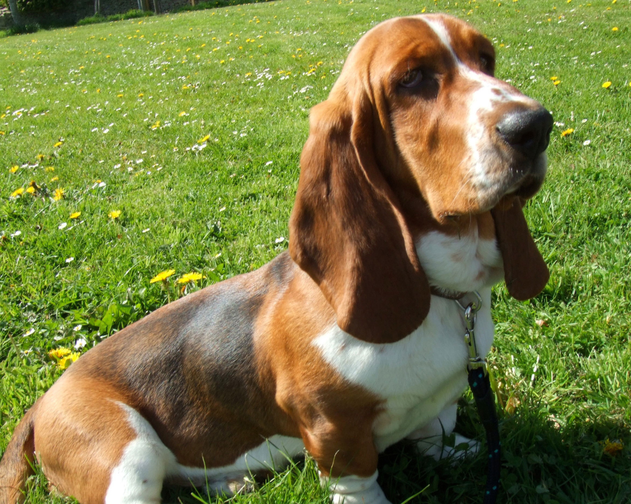 Бассет-хаунд сидит на траве