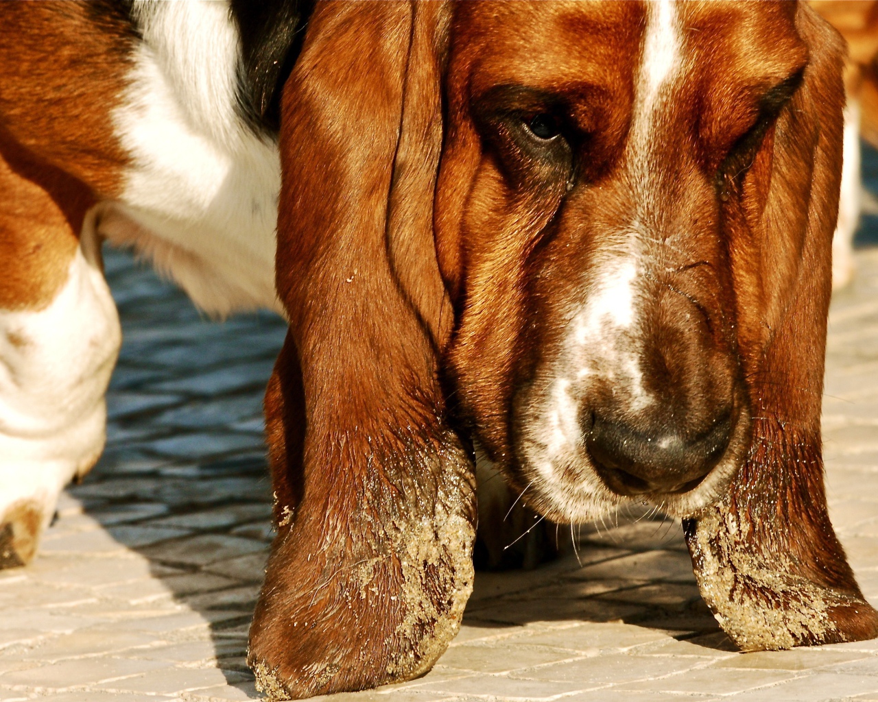 Бассет-хаунд испачкал уши в песке