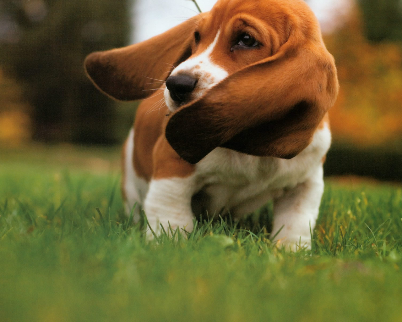 Бассет-хаунд размахивает ушами