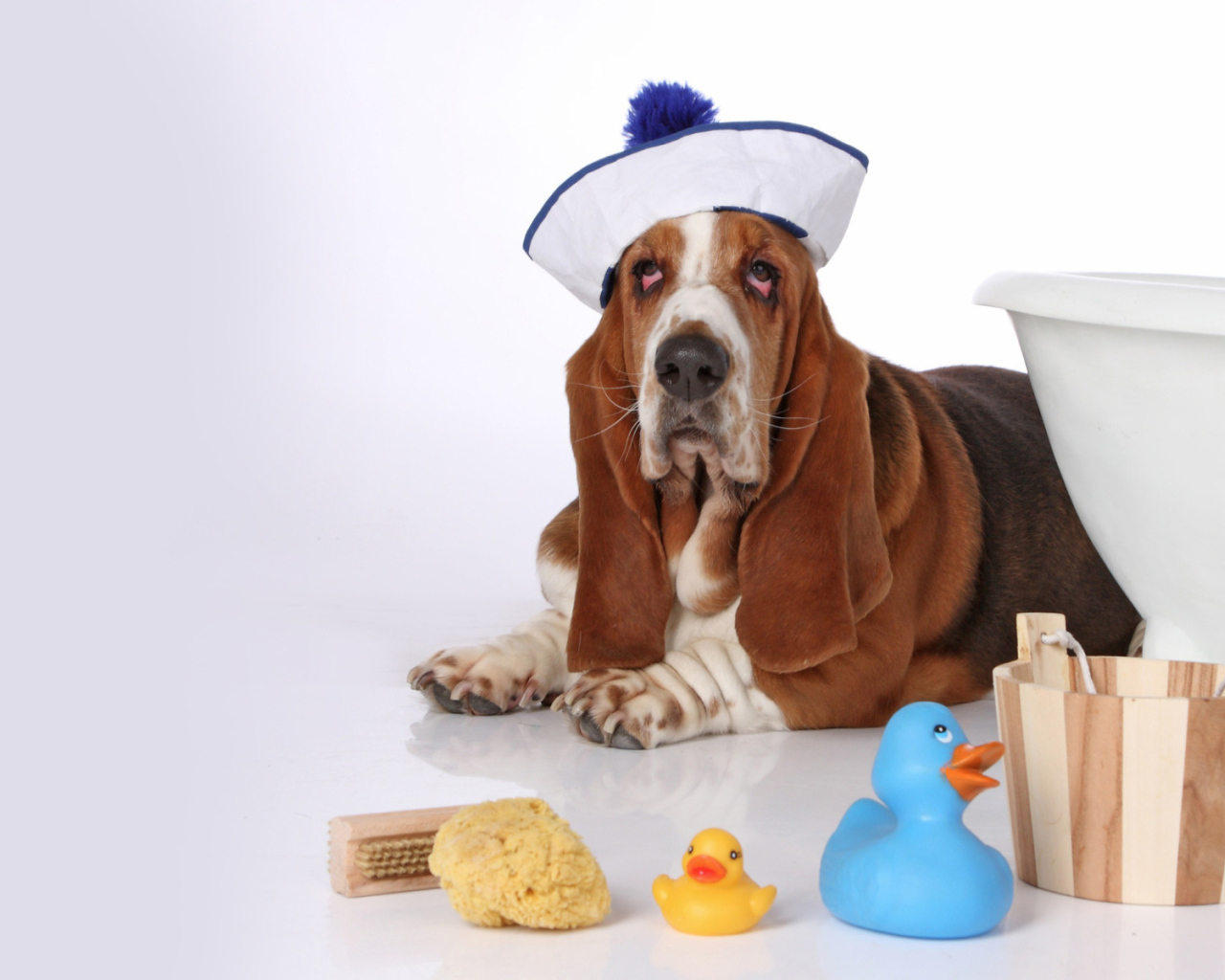 Бассет-хаунд в костюме моряка