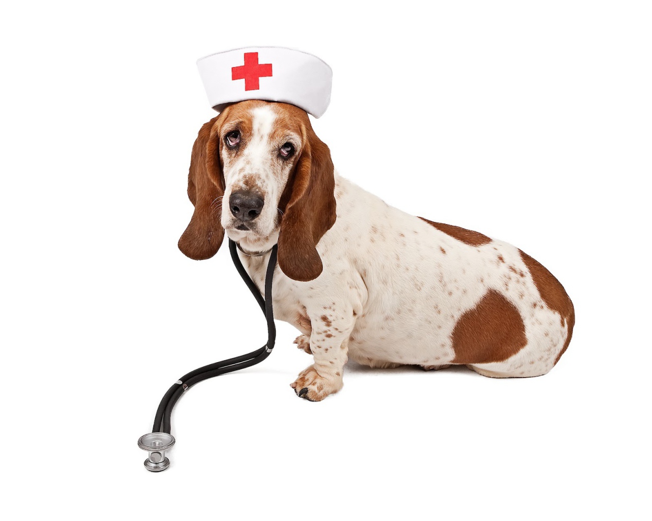 Бассет-хаунд в костюме медсестры