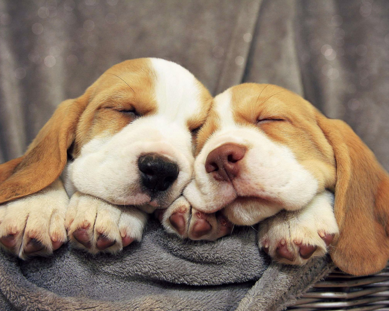 Щенки бассет-хаунда сладко спят