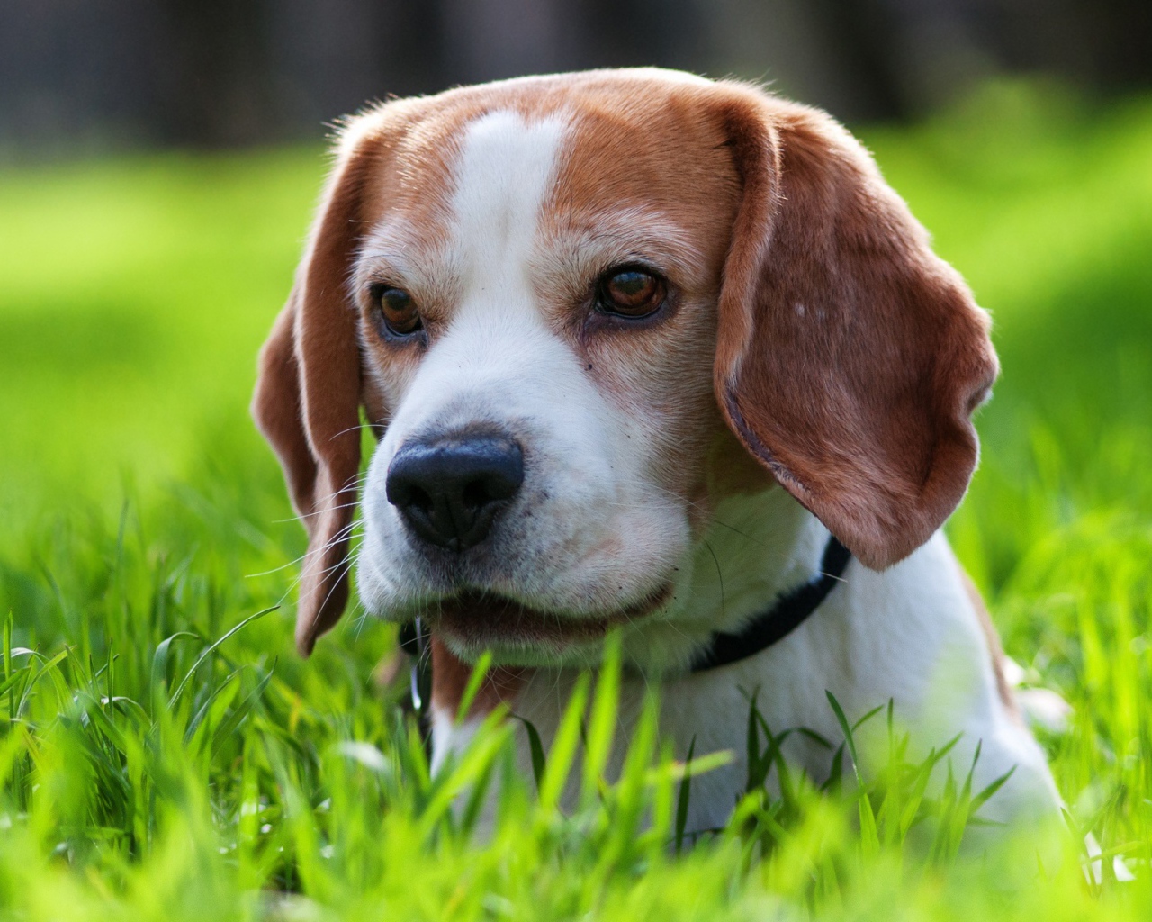 Милая собака породы бигль спряталась в траве