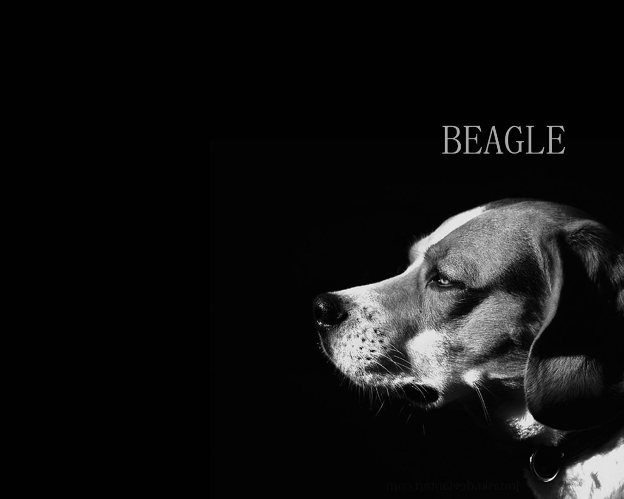 Собака породы бигль, чёрно-белая картинка