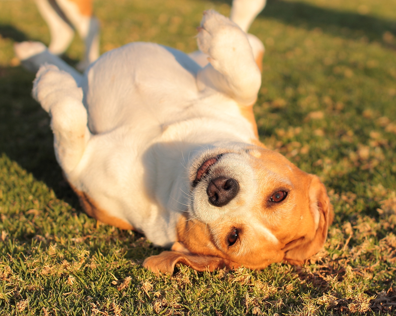 Собака породы бигль развалилась на траве