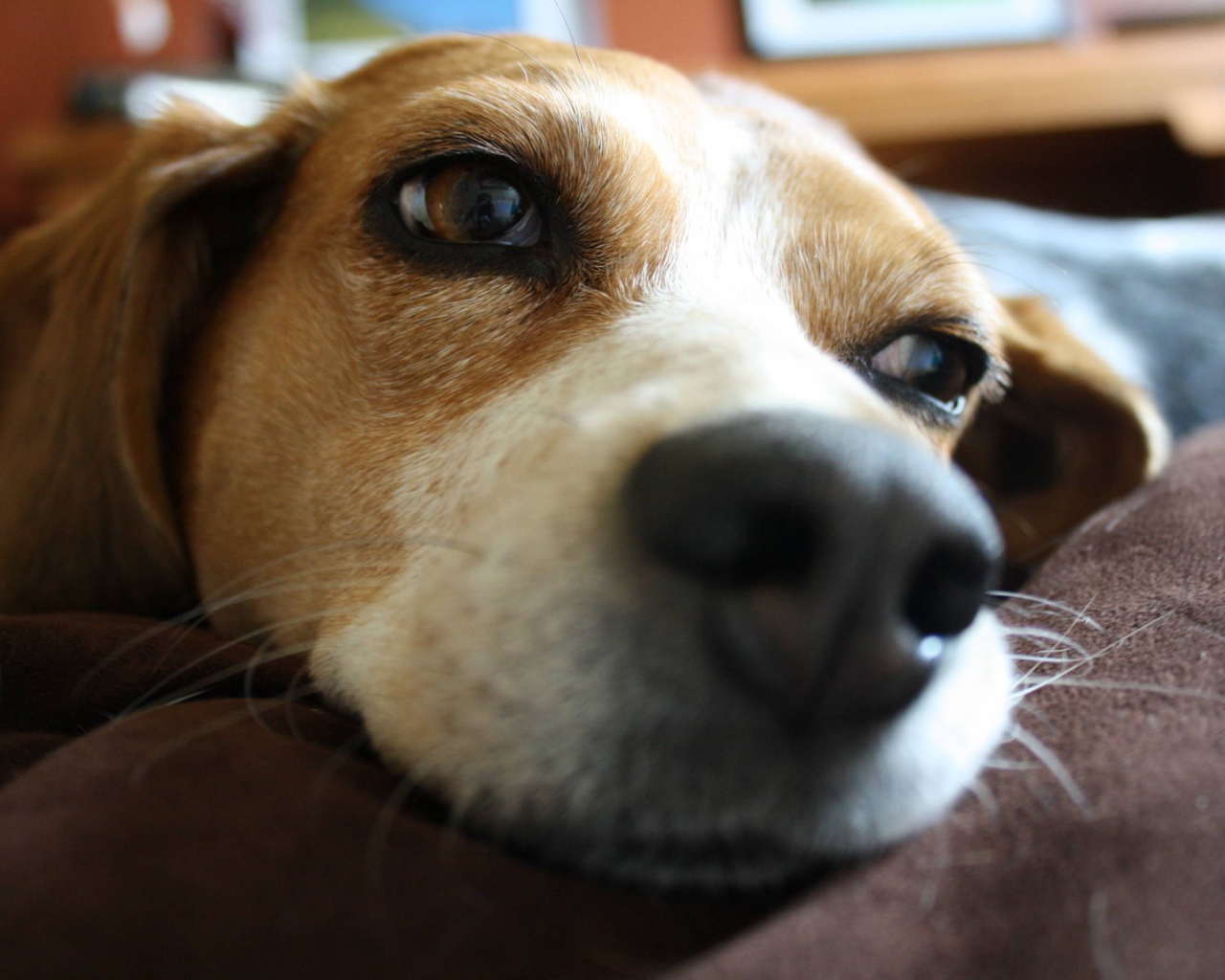 Собака породы бигль мечтает о косточке