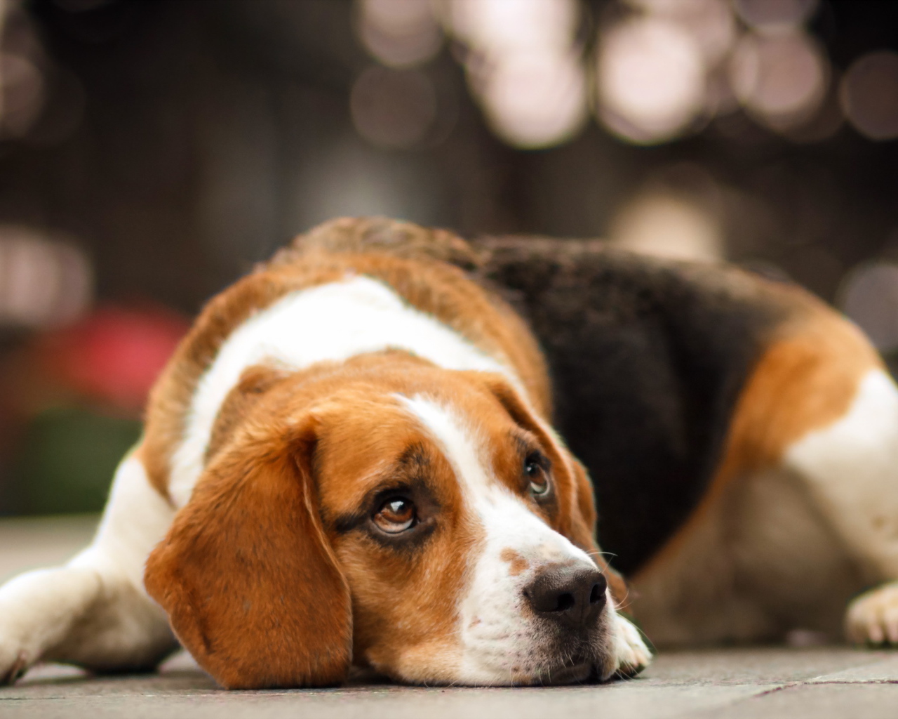 Собака породы бигль мечтает о чём-то