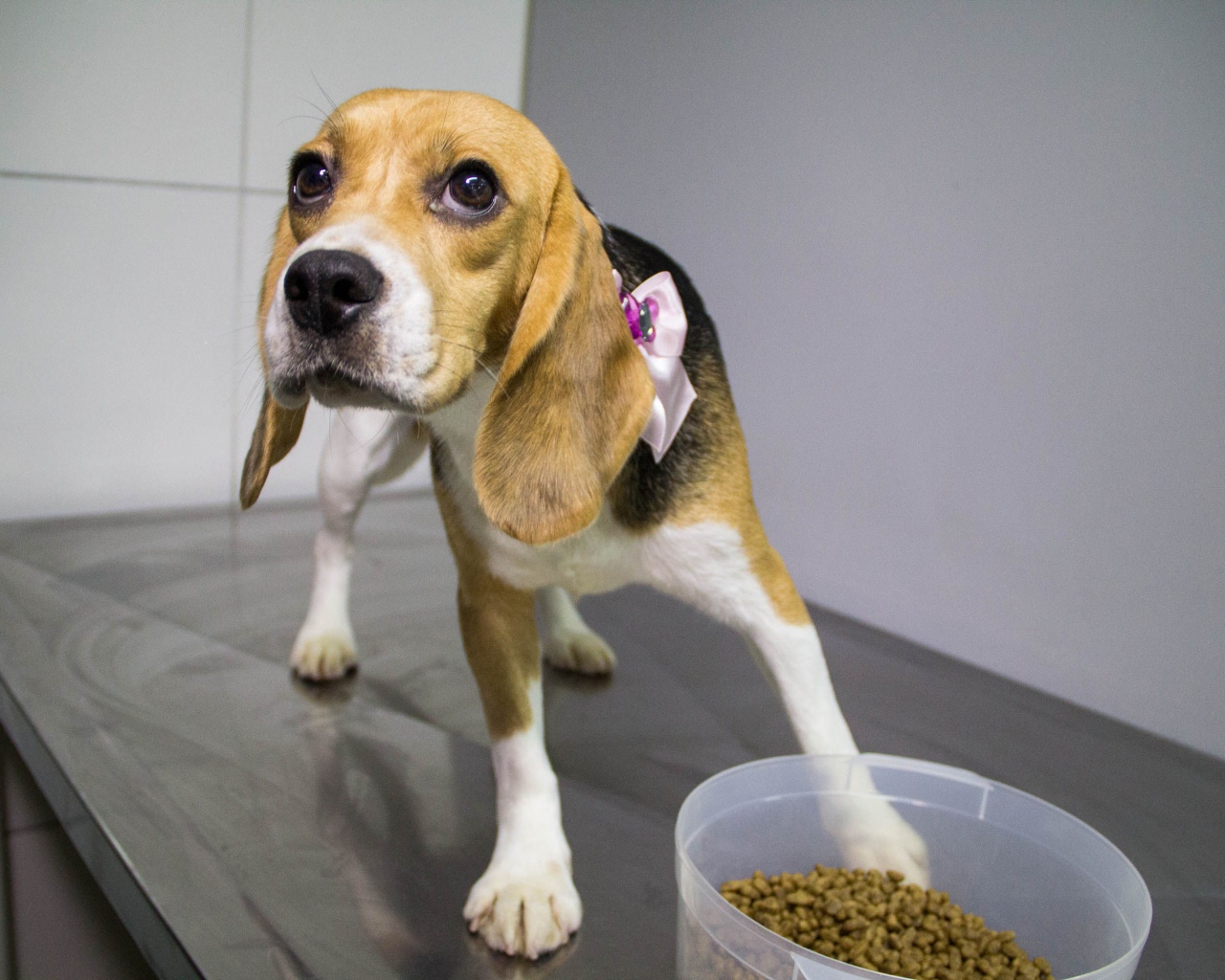 Собака породы бигль собирается поесть