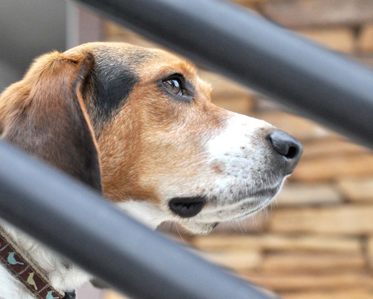 Beagle dog lost in thought about something