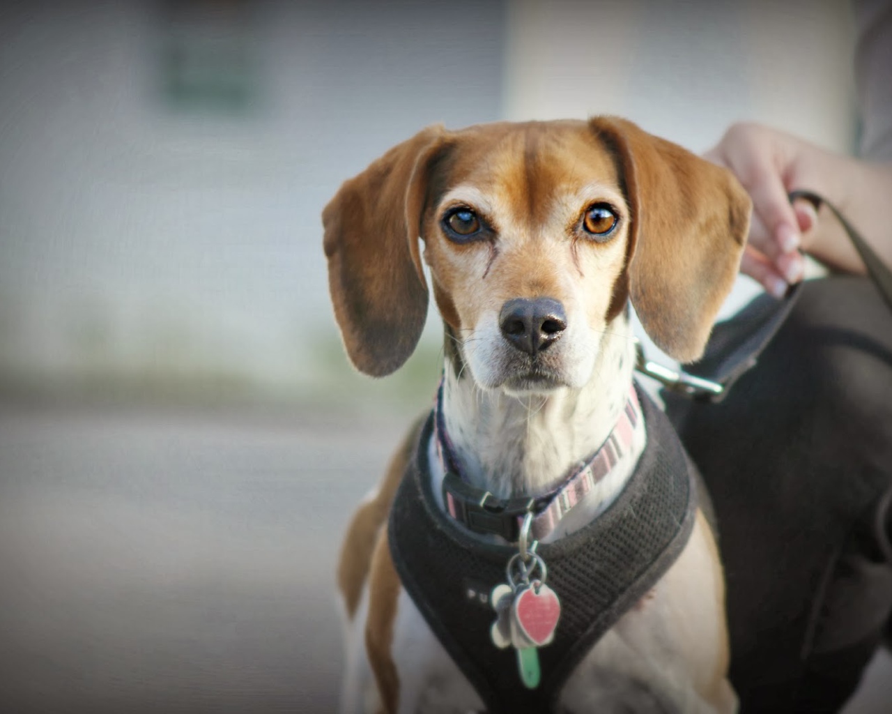Собака породы бигль на поводке